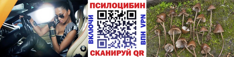 Псилоцибиновые грибы Psilocybe Льгов